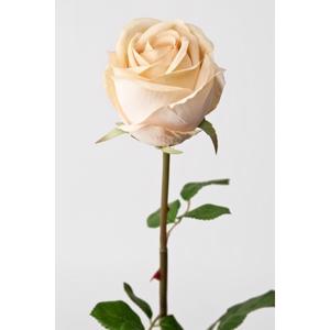 Rose 75 cm. beige